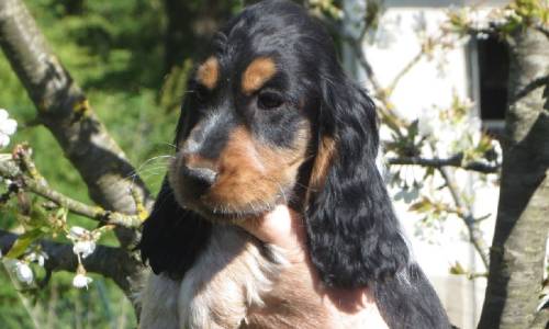 miniature de recherche : Des doux rêves d'Abby Elevage canin